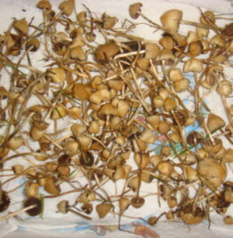 Buy B+ cubensis Mushroom Denver, B+ cubensis Mushroom for sale Boulder, Buy Magic Mushrooms Aspen, Colorado Springs, Fort Collins, Aurora