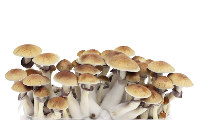 Magic Mushroom Grow kit USA | Buy Magic Mushroom Grow kit